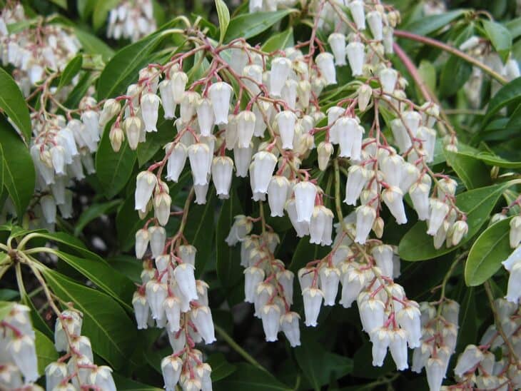 Pieris japonica