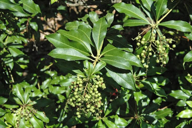 Pieris japonica
