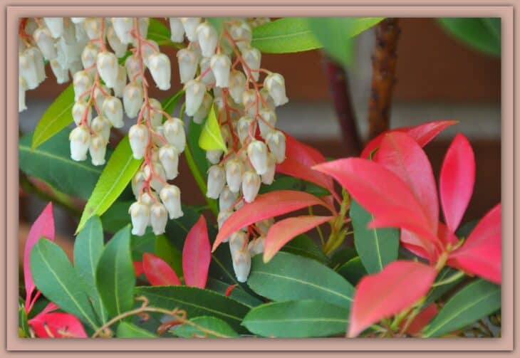 Pieris japonica