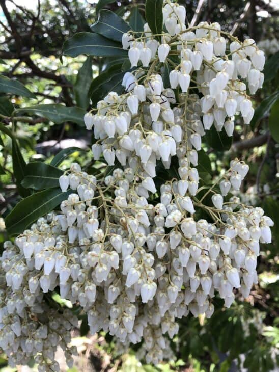 Pieris japonica