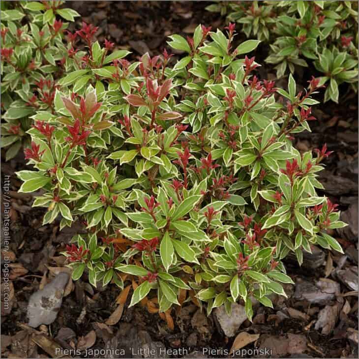 Pieris japonica