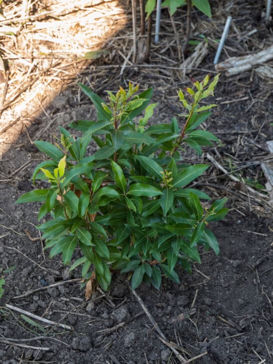 Pieris japonica