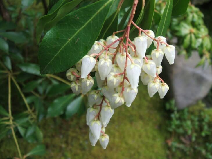 Pieris japonica