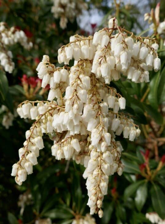 Pieris japonica