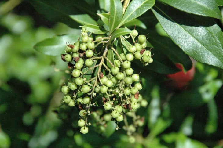 Pieris japonica