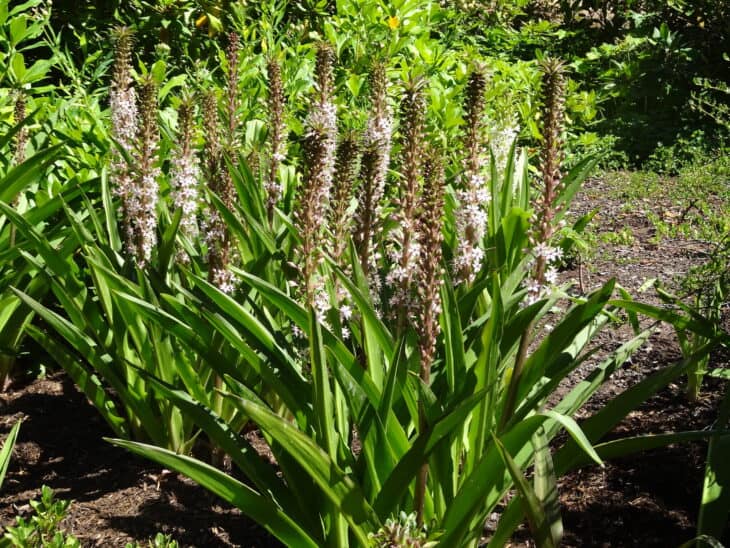 Pineapple lily - Eucomis