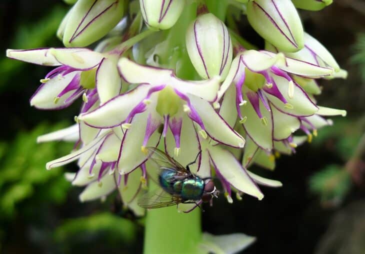Pineapple lily - Eucomis
