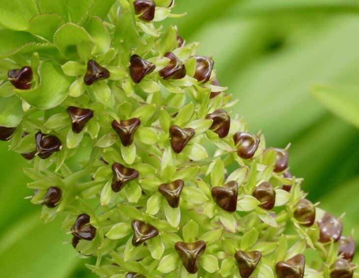 Pineapple lily - Eucomis
