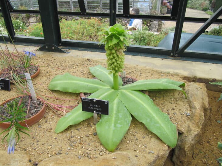 Pineapple lily - Eucomis