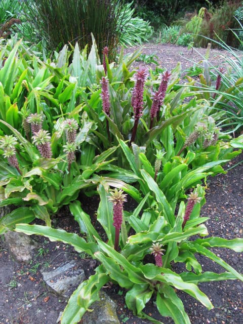 Pineapple lily - Eucomis