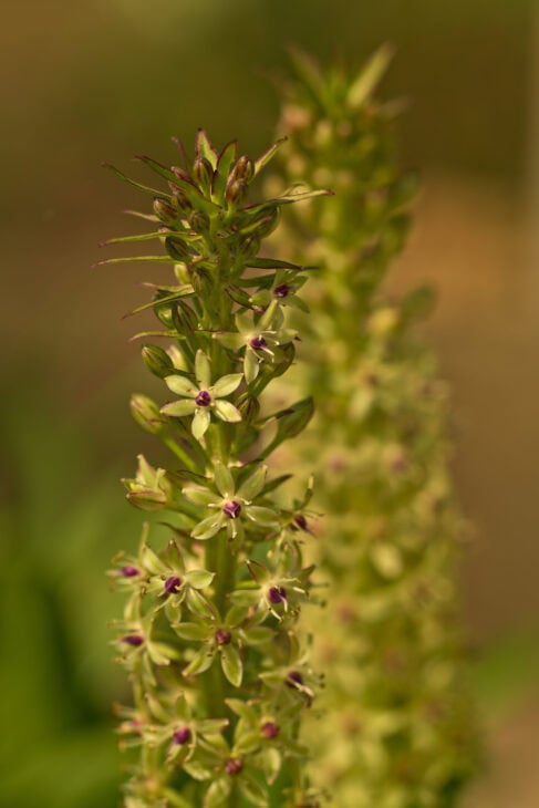 Pineapple lily - Eucomis