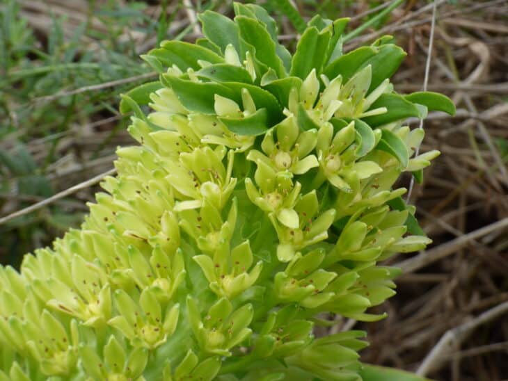 Pineapple lily - Eucomis
