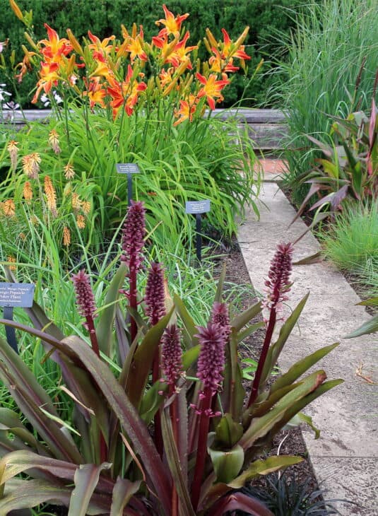 Pineapple lily - Eucomis