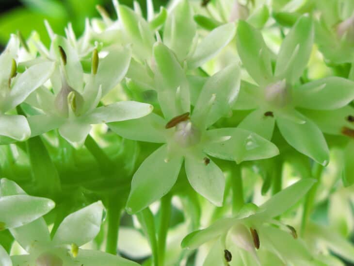 Pineapple lily - Eucomis