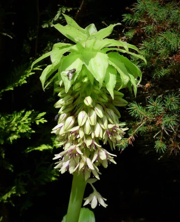 Pineapple lily - Eucomis