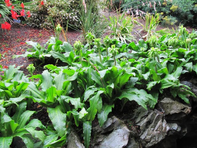 Pineapple lily - Eucomis