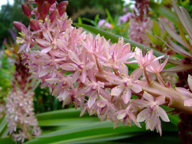 Pineapple lily - Eucomis