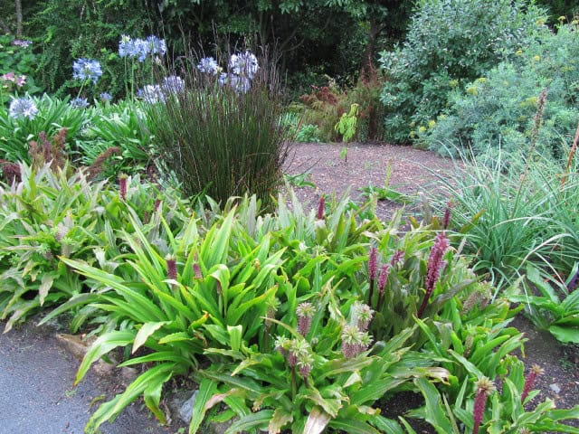 Pineapple lily - Eucomis