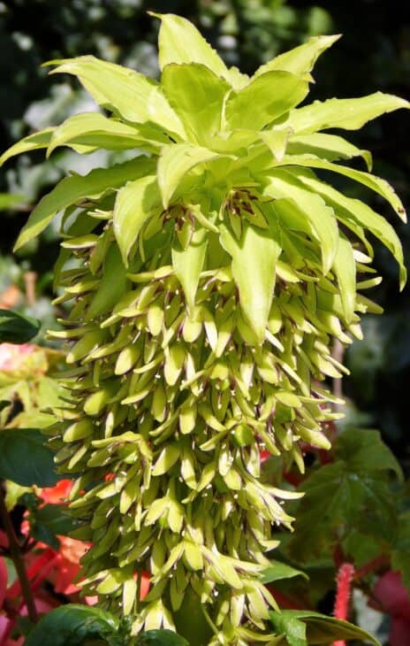Pineapple lily - Eucomis