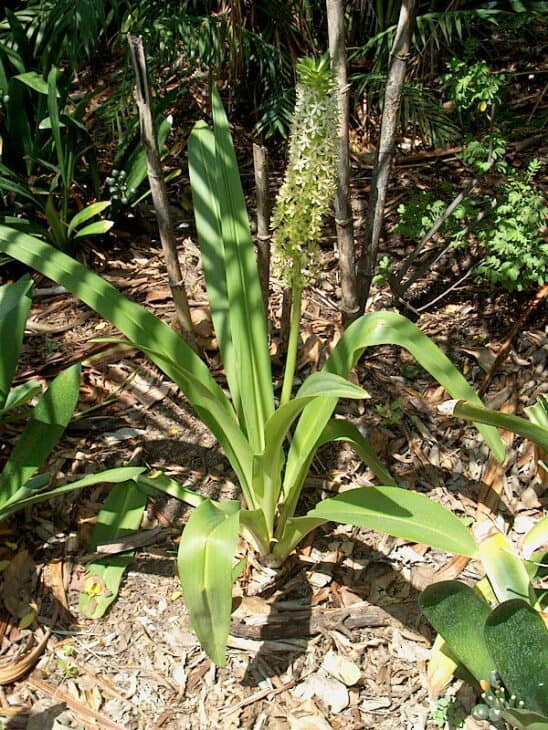 Pineapple lily - Eucomis