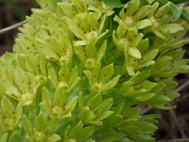Pineapple lily - Eucomis