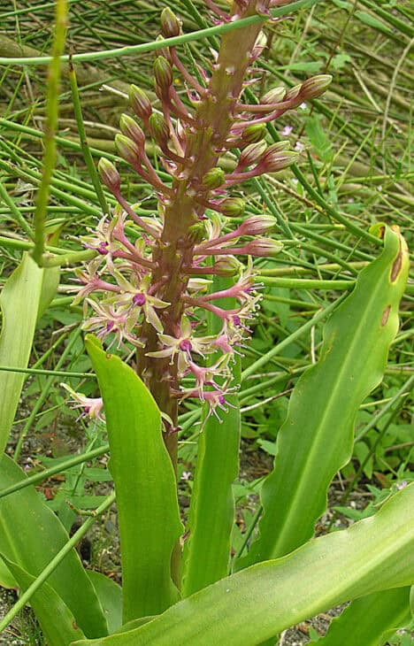Pineapple lily - Eucomis