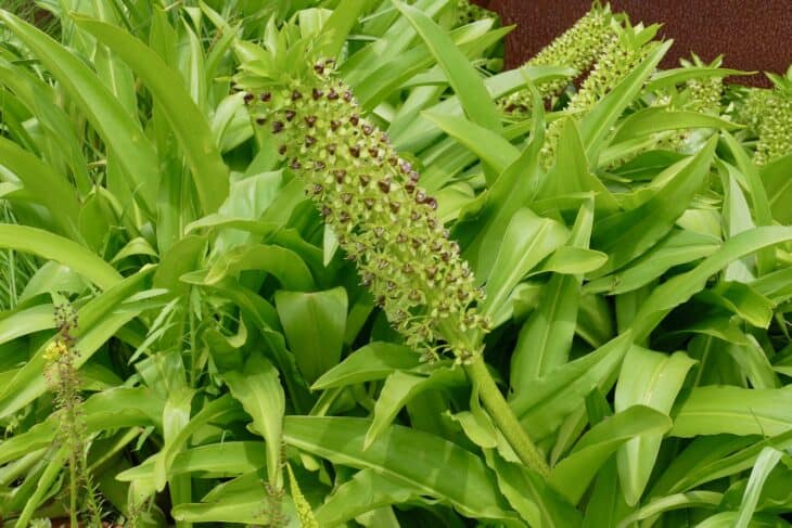 Pineapple lily - Eucomis