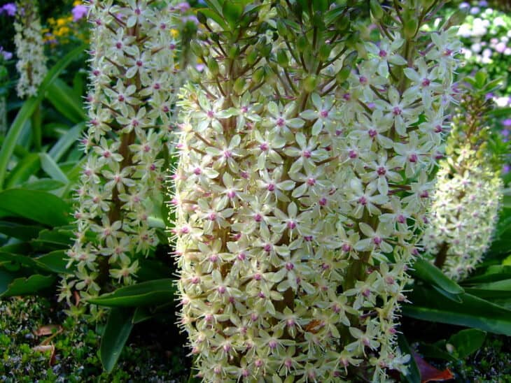 Pineapple lily - Eucomis