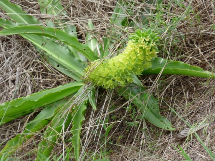 Pineapple lily - Eucomis