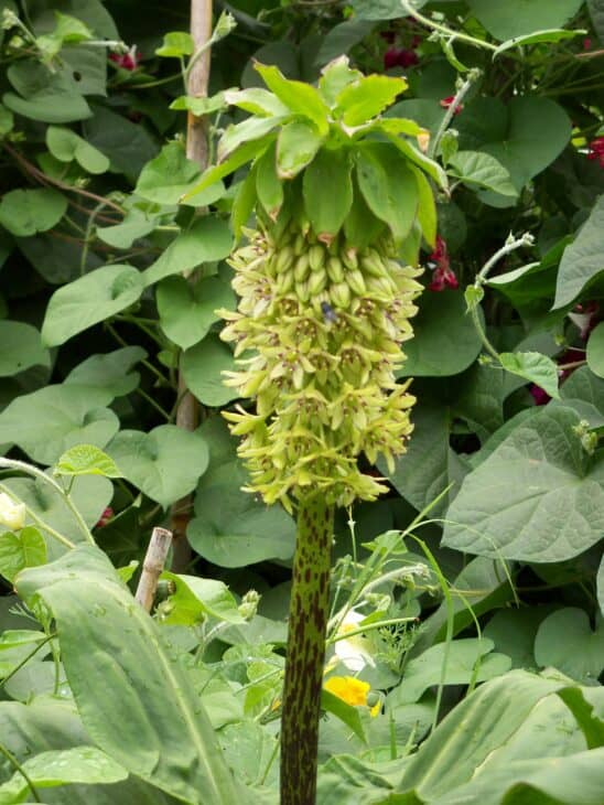Pineapple lily - Eucomis