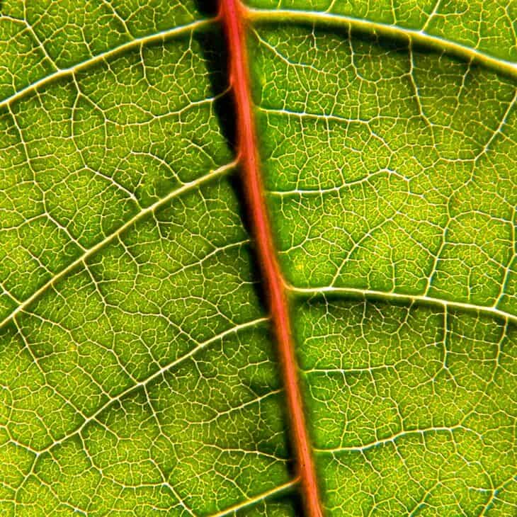 Poison Ivy (Toxicodendron radicans)