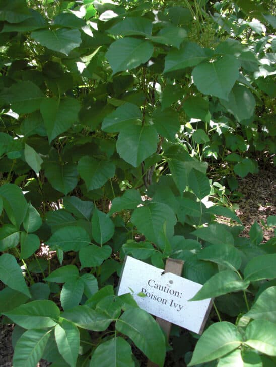 Poison Ivy (Toxicodendron radicans)