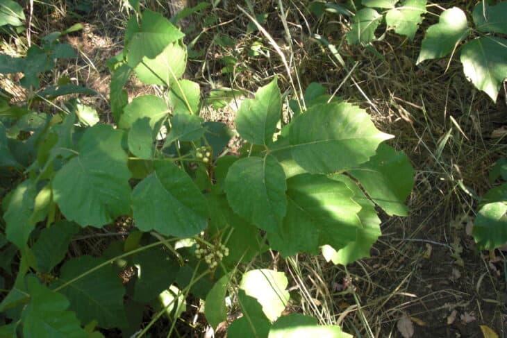 Poison Ivy (Toxicodendron radicans)