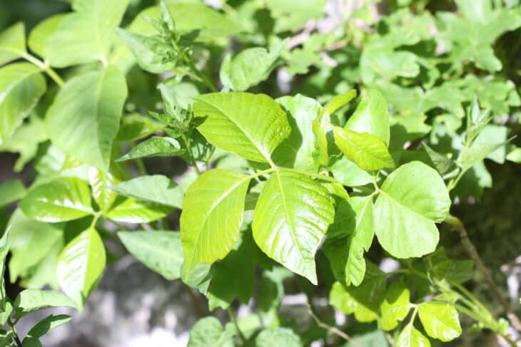 Poison Ivy (Toxicodendron radicans)