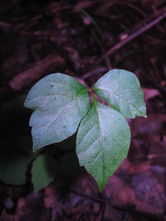 Poison Ivy (Toxicodendron radicans)