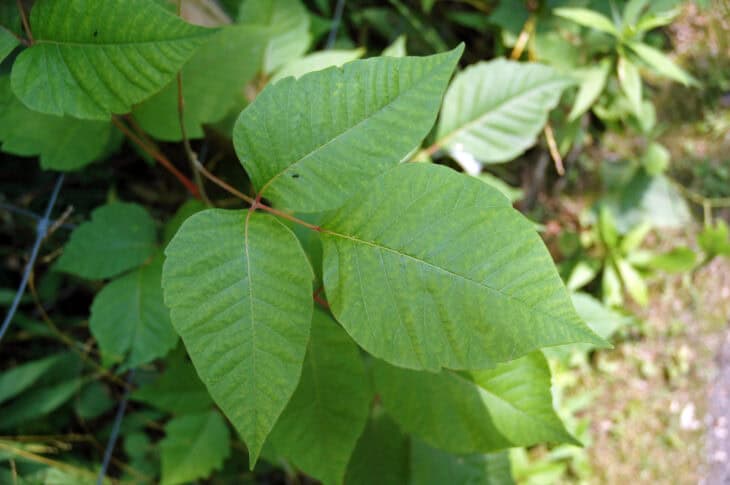 Poison Ivy (Toxicodendron radicans)