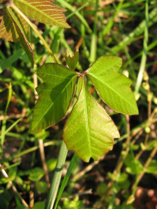 Poison Ivy (Toxicodendron radicans)