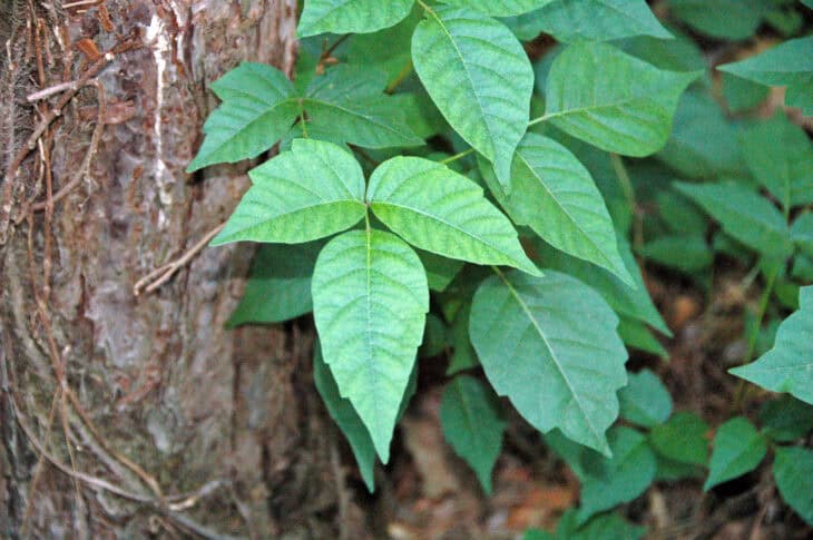 Poison Ivy (Toxicodendron radicans)
