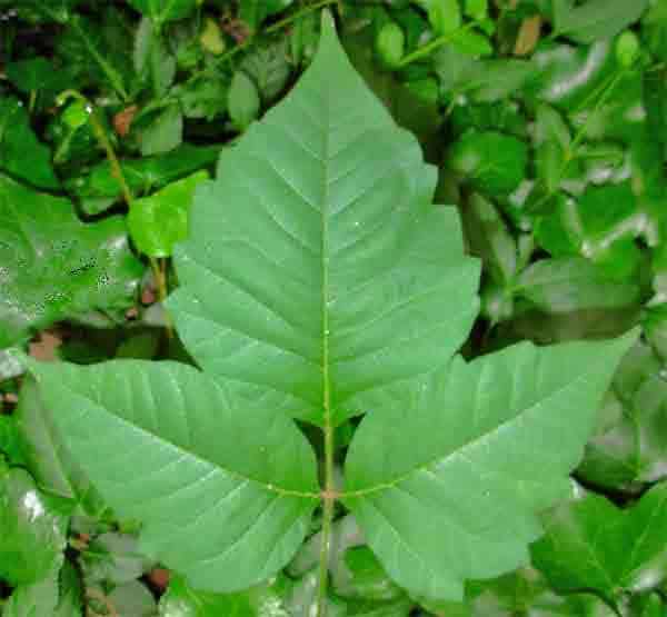 Poison Ivy (Toxicodendron radicans)