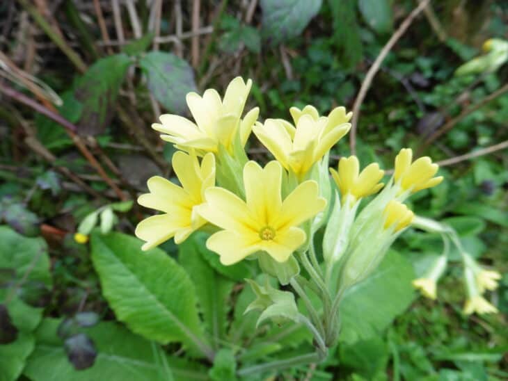 Primrose (Primula polyantha)