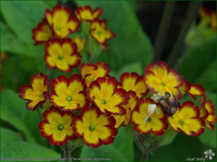 Primrose (Primula polyantha)