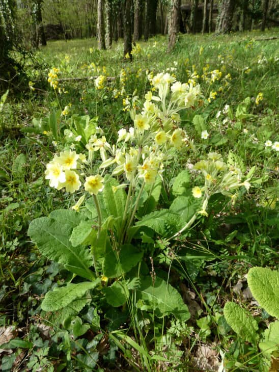 Primrose (Primula polyantha)