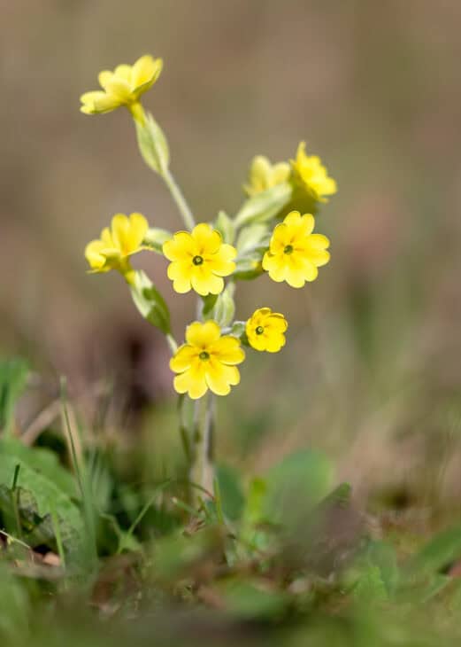 Primrose (Primula polyantha)