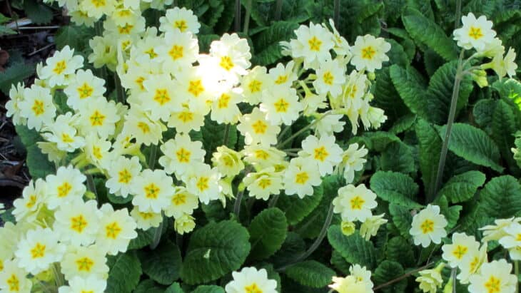 Primrose (Primula polyantha)