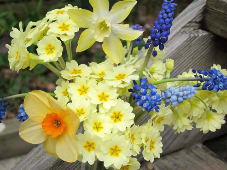 Primrose (Primula polyantha)