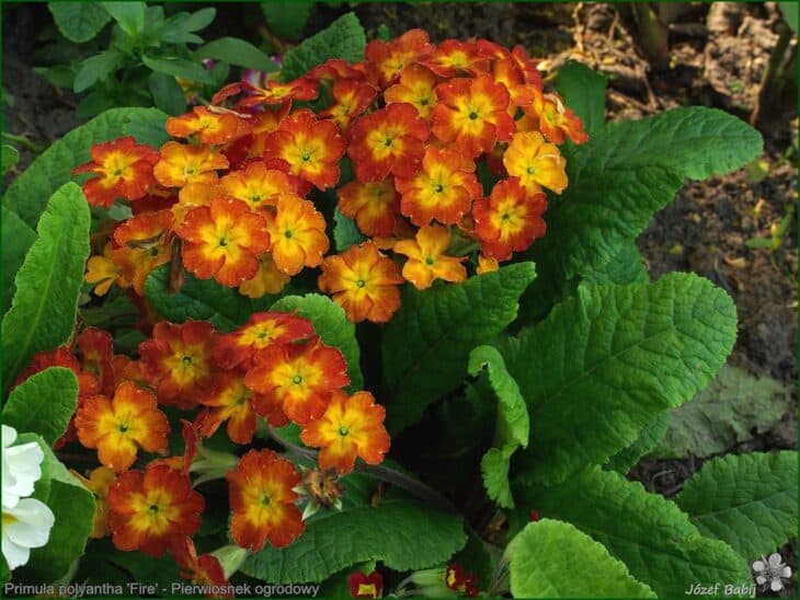 Primrose (Primula polyantha)