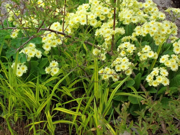 Primrose (Primula polyantha)