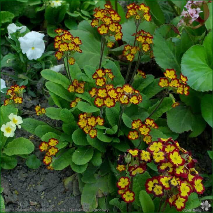 Primrose (Primula polyantha)
