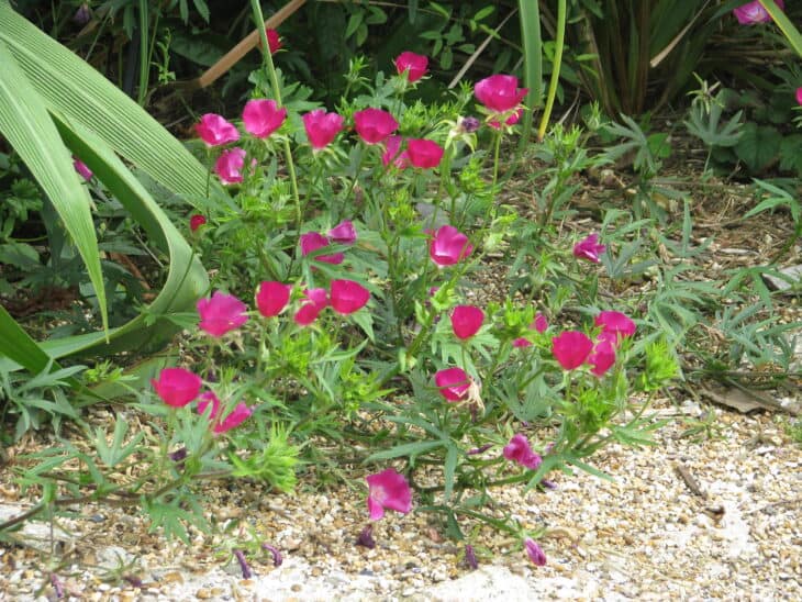 Purple Winecup (Callirhoe involucrata)