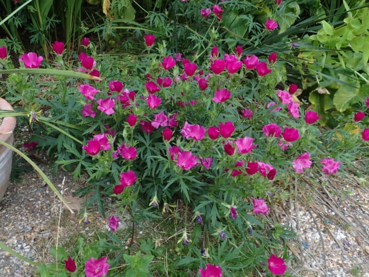 Purple Winecup (Callirhoe involucrata)